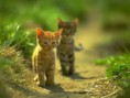 /album/fotogaleria/gatito-juguetones-jpg/
